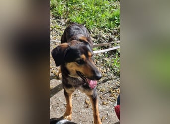 EDO, Küsschen-King, 1 Jahr, 57 cm, Mischling, Tierschutz Rumänien, Pflegestelle Hennef