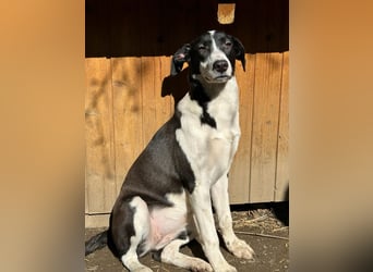 ⭐️GERDI⭐️, herzliche Hündin, 2,5 Jahre, 57 cm, Mischling, Tierschutz