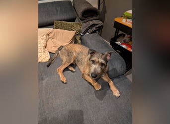 Scotty sucht ein neues Zuhause