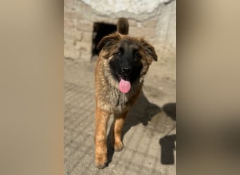 TET, aktiver Jungspund, 8 Monate, 56 cm, Mischling, Tierschutz Rumänien