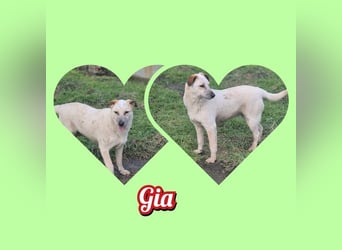 Junghündin Gia möchte Rumänien schnell verlassen