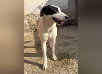 ⭐️GEORGIA⭐️, reizendes Hundemädchen, 2,5 Jahre, 52cm, Mischling, Tierschutz Rumänien