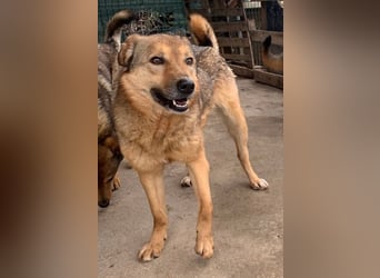 ⭐️SINA⭐️, reizende Tratschtante, Hündin, 8 Jahre, 53 cm, Mischling, Tierschutz