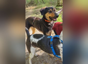 EDO, Küsschen-King, 1 Jahr, 57 cm, Mischling, Tierschutz Rumänien, Pflegestelle Hennef