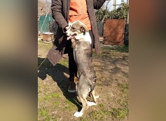 Jimmy möchte Rumänien ganz schnell verlassen