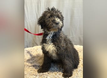 Cézi möchte so gerne dazugehören