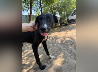 Lennon sucht nach einem Freund