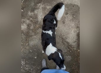 SKIZZO, lieber Rüde, 9 Monate, 53 cm, Mischling, Tierschutz Rumänien