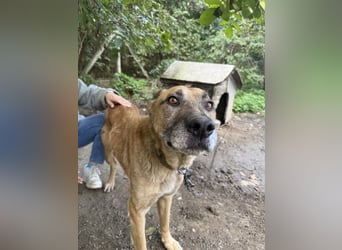 Kannst du Füles eine Chance geben?