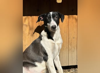 ⭐️GERDI⭐️, herzliche Hündin, 2,5 Jahre, 57 cm, Mischling, Tierschutz