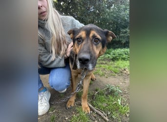 Rexi - Darf ich noch einmal ankommen dürfen?