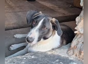 ⭐️YADE⭐️, Kuschelkönigin, 2,5 Jahre, 56 cm, Mischling, Tierschutz Rumänien