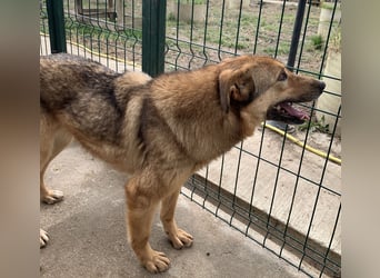 ⭐️SINA⭐️, reizende Tratschtante, Hündin, 8 Jahre, 53 cm, Mischling, Tierschutz