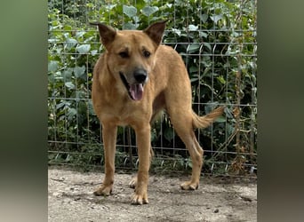 ⭐️FEIVEL⭐️, Rüde, 4,5 Jahre, 46 cm, Mischling, Tierschutz