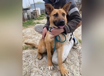 Eda sucht Abenteuer-Buddy