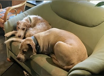 Anton - z.Zt.. in 52156 Monschau / Vermittlungshilfe