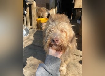 *Notfell* JESSICA, liebe Hunde-Oma, 12 Jahre, 53 cm, Mischling, Tierschutz Rumänien