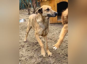 ⭐️KATHI⭐️, sportliche Hündin, 7,5 Jahre, 55 cm, Mischling, Tierschutz Rumänien