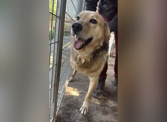 Jago hat ein großes Herz