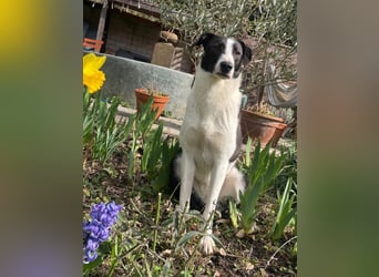 YAELA, superliebe Kuschelmaus, 2,5 Jahre, 52 cm, Mischling, Tierschutz, Pflegestelle Köln