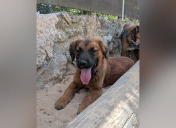 Zauberhafter Atos wartet auf unserem Tierschutzhof in Portugal!
