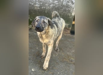 HELEN, schüchternes Notfell, 10 Monate, 53 cm, Herdenschutz-Mix, Tierschutz Rumänien