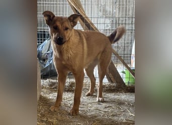 ⭐️BROWN BEAUTY⭐️, feinfühlige Hündin, 2 Jahre, 55 cm, Mischling, Tierschutz Rumänien