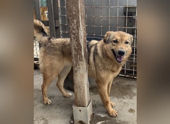 ⭐️SINA⭐️, reizende Tratschtante, Hündin, 8 Jahre, 53 cm, Mischling, Tierschutz