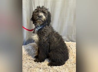 Cézi möchte so gerne dazugehören