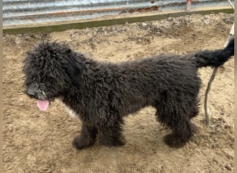 Cézi möchte so gerne dazugehören