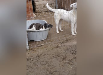 SKIZZO, lieber Rüde, 9 Monate, 53 cm, Mischling, Tierschutz Rumänien
