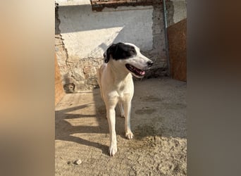 ⭐️GEORGIA⭐️, reizendes Hundemädchen, 2,5 Jahre, 52cm, Mischling, Tierschutz Rumänien