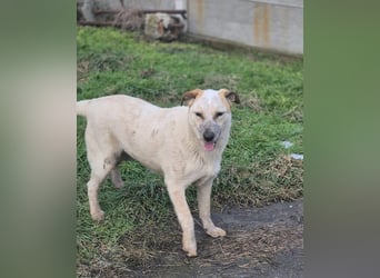 Junghündin Gia möchte Rumänien schnell verlassen