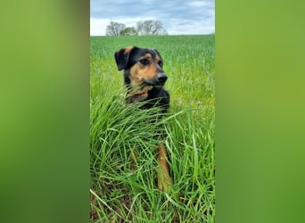 EDO, Küsschen-King, 1 Jahr, 57 cm, Mischling, Tierschutz Rumänien, Pflegestelle Hennef