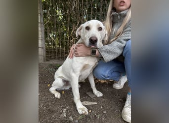 Szamóca sucht nach dir