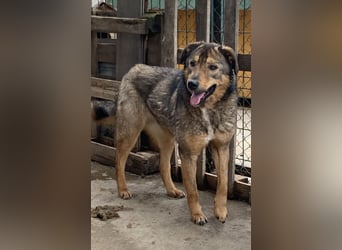 ⭐️SALIA⭐️, Hündin, 8 Jahre, 51 cm, Mischling, Tierschutz