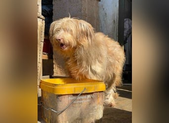 *Notfell* JESSICA, liebe Hunde-Oma, 12 Jahre, 53 cm, Mischling, Tierschutz Rumänien