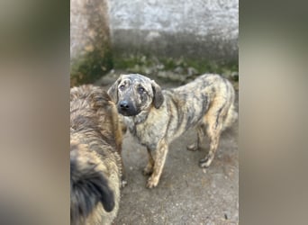HELEN, schüchternes Notfell, 10 Monate, 53 cm, Herdenschutz-Mix, Tierschutz Rumänien