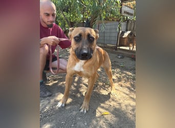 Eda sucht Abenteuer-Buddy