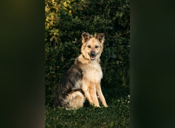 Tolle Larissa sucht liebevolles Zuhause