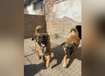 TET, aktiver Jungspund, 8 Monate, 56 cm, Mischling, Tierschutz Rumänien