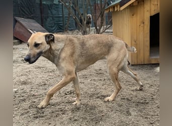 ⭐️KATHI⭐️, sportliche Hündin, 7,5 Jahre, 55 cm, Mischling, Tierschutz Rumänien