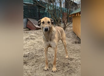 ⭐️KATHI⭐️, sportliche Hündin, 7,5 Jahre, 55 cm, Mischling, Tierschutz Rumänien