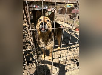 Cingár sucht Einzelplatz