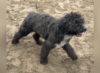 Cézi möchte so gerne dazugehören