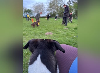 YAELA, superliebe Kuschelmaus, 2,5 Jahre, 52 cm, Mischling, Tierschutz, Pflegestelle Köln