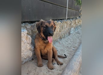 Zauberhafter Atos wartet auf unserem Tierschutzhof in Portugal!
