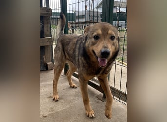 ⭐️SASHA⭐️ schüchterner Herzensbrecher, Rüde, 8 Jahre, 51 cm, Mischling, Tierschutz