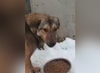 ⭐️MURMEL⭐️, toller Vierbeiner, Rüde, 1,5 Jahre, 50 cm, Mischling, Tierschutz Rumänien