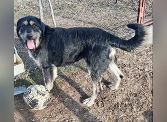 Hermiusz - möchte so gern sein Herz verschenken